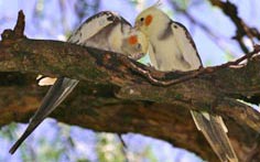 two cockatiel on a tree